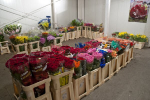 Оптовий склад KROKUS 01